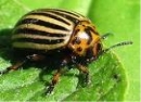 Захист рослин від колорадського жука